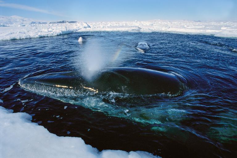 minke-whales
