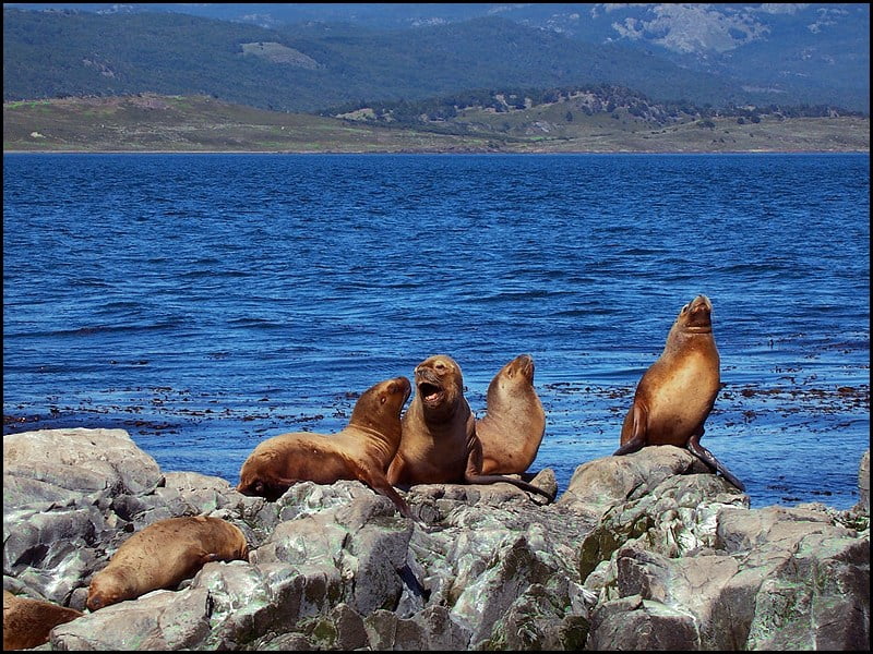 beagle-channel-seals