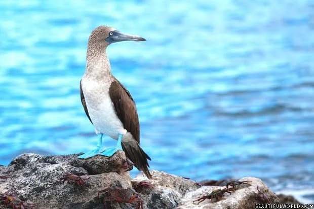 blue-footed-booby-galapagos