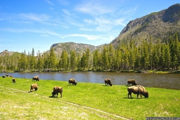 Yellowstone National Park