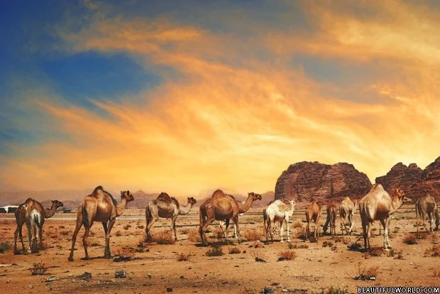 camels-wadi-rum