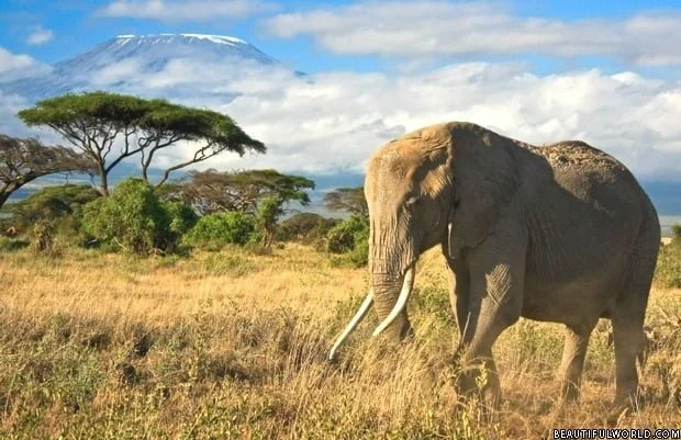 elephant-mount-kilimanjaro