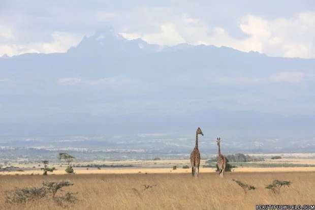 giraffes-with-mount-kenya-in-background