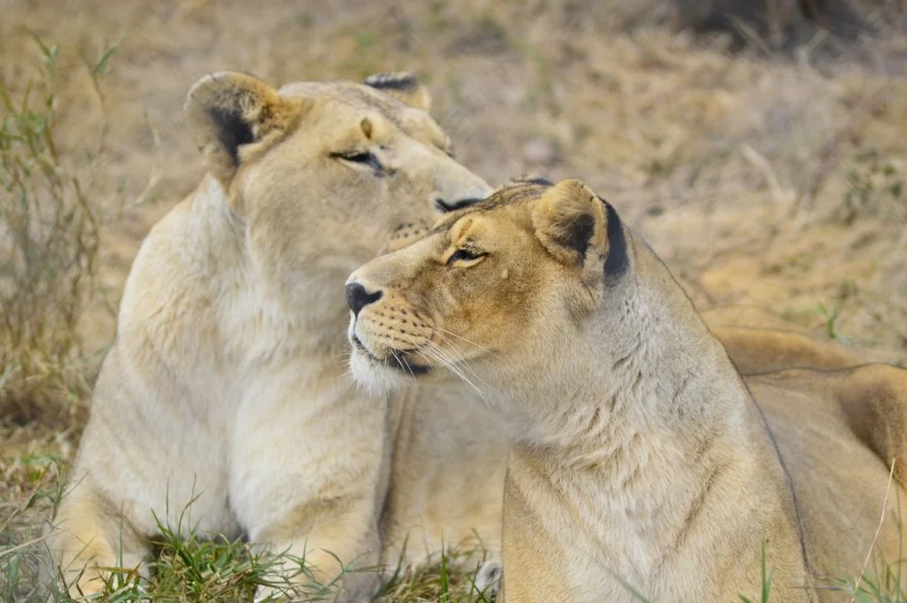Kruger Lioness
