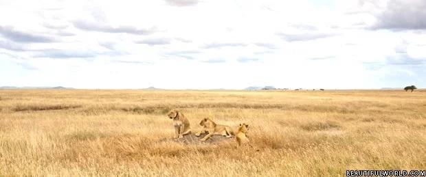 lioness-serengeti-national-park