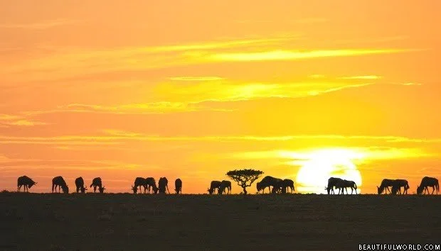 sunrise-serengeti-national-park
