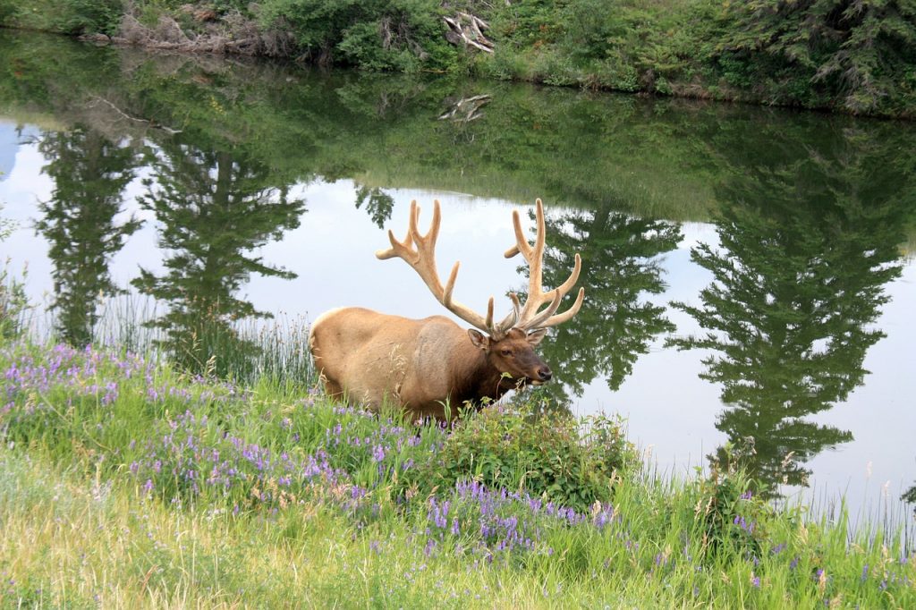 Wapiti deer