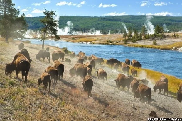 yellowstone-national-park