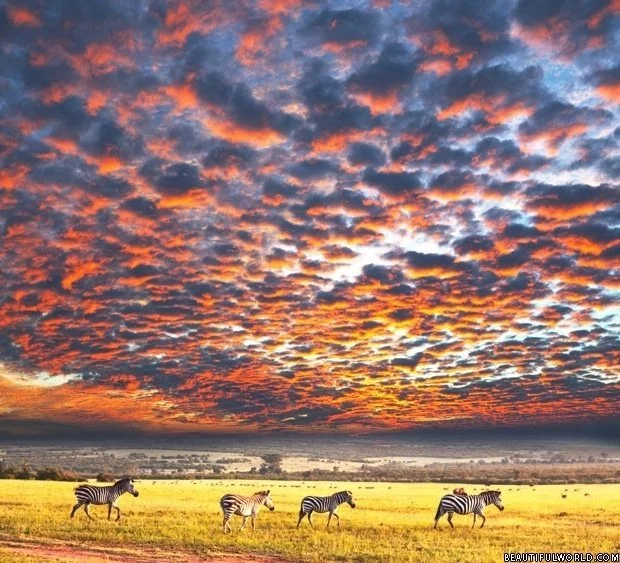 zebras-sunset-serengeti-national-park